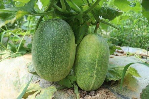 哈密瓜在哪里可以免费吃,寻味之旅，尽享甜蜜时光